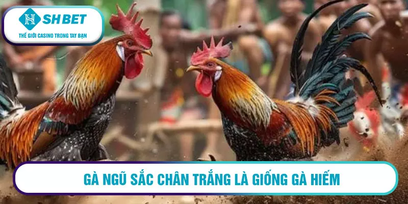 Gà ngũ sắc chân trắng là giống gà hiếm